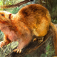 Artist’s rendering of one of the newly described extinct cloud rats.